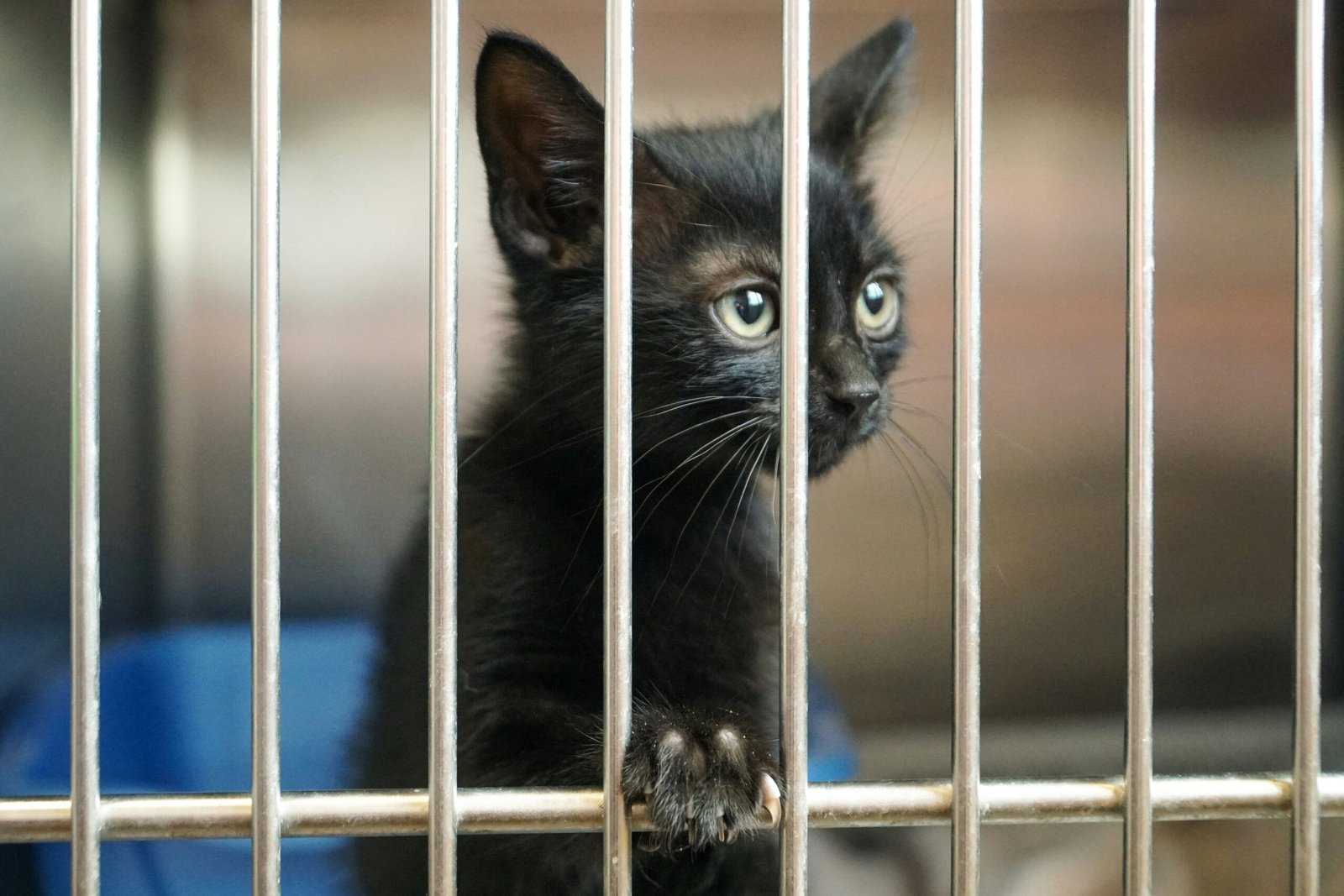 Yavapai Humane Society