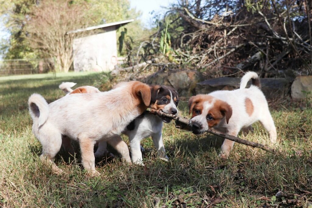 Dogs outdoors