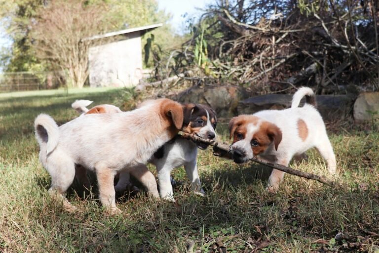 Dogs outdoors
