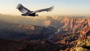 Arizona’s Condor Comeback: How the Grand Canyon Became a Second Chance for North America’s Largest Flying Bird Arizona’s Condor Comeback: How the Grand Canyon Became a Second Chance for North America’s Largest Flying Bird