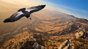 California Condors Are Building a Future in the Wild Again California Condors Are Building a Future in the Wild Again