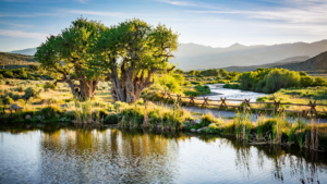 Dead Horse Ranch State Park: How a Cottonwood Ranch Became a Verde Valley Refuge Dead Horse Ranch State Park: How a Cottonwood Ranch Became a Verde Valley Refuge
