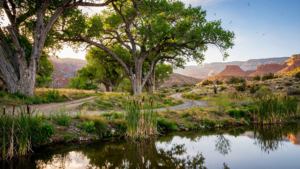 Dead Horse Ranch State Park: The Verde Valley Place Where Water Makes Room for Everyone