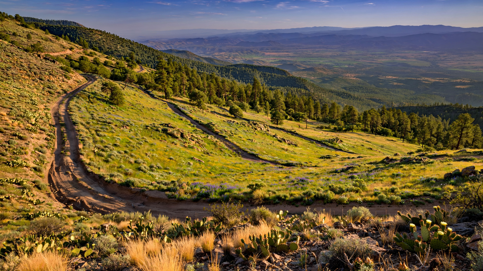 Mingus Mountain: The Yavapai County Ridge Where Desert Meets Forest