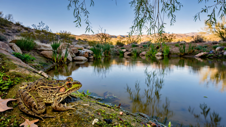 The Chiricahua Leopard Frog: How Arizona Is Giving a Vanishing Amphibian Room to Return