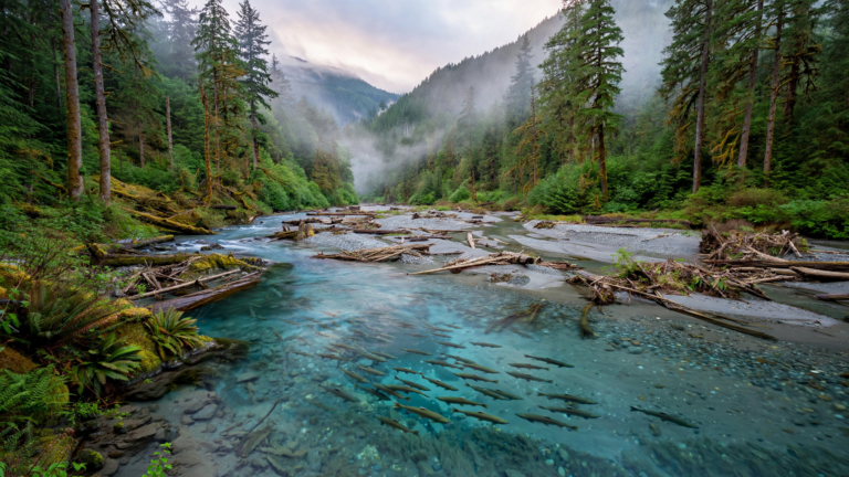 The Elwha River Is Running Free Again—and Life Is Returning With It