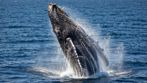 The Humpback Whale’s Return Shows What Protection Can Make Possible The Humpback Whale’s Return Shows What Protection Can Make Possible