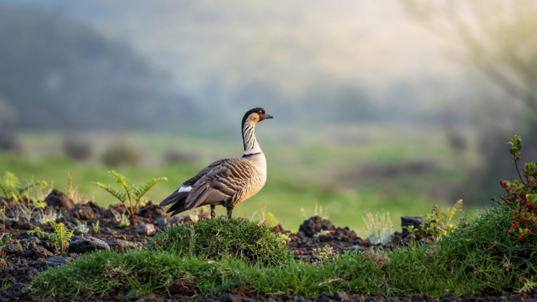 The Nēnē: How Hawaii’s Goose Came Back From the Brink