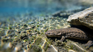The Ozark Hellbender Is Finding Its Way Back to Missouri’s Rivers