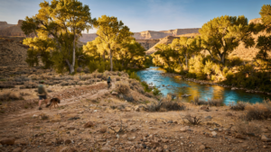 The Verde River Greenway: How a Cottonwood Corridor Keeps a Desert Town Connected to Water