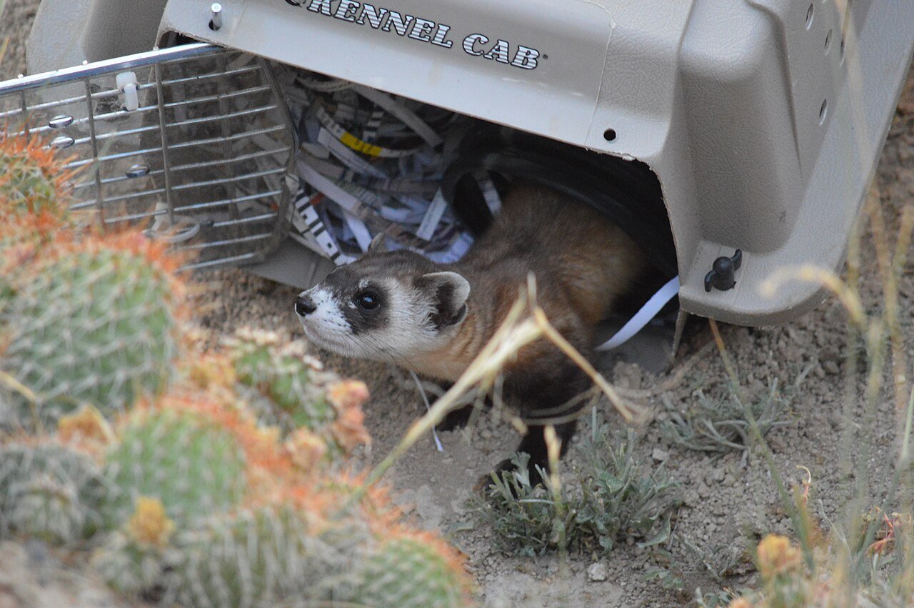 2016 Meeteetse Black-footed Ferret Reintroduction (28530980171).jpg