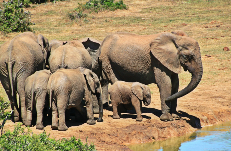 Elephants