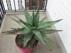 The Right Houseplant Pot Is About More Than Its Size Aloe ferox in pot D170405.jpg