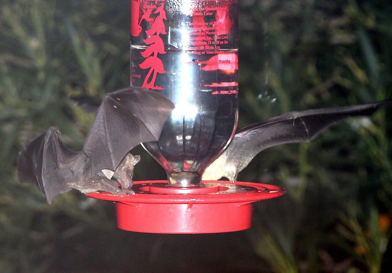 BAT, LESSER LONG-NOSE (Leptonycteris curasoe yerbabuenae) (9-15-10) yard, west of patagonia, scc, az -02 (4997414126).jpg