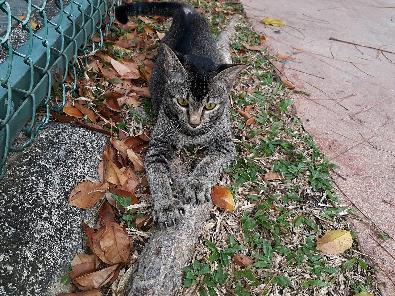 Cat Scratching.jpg