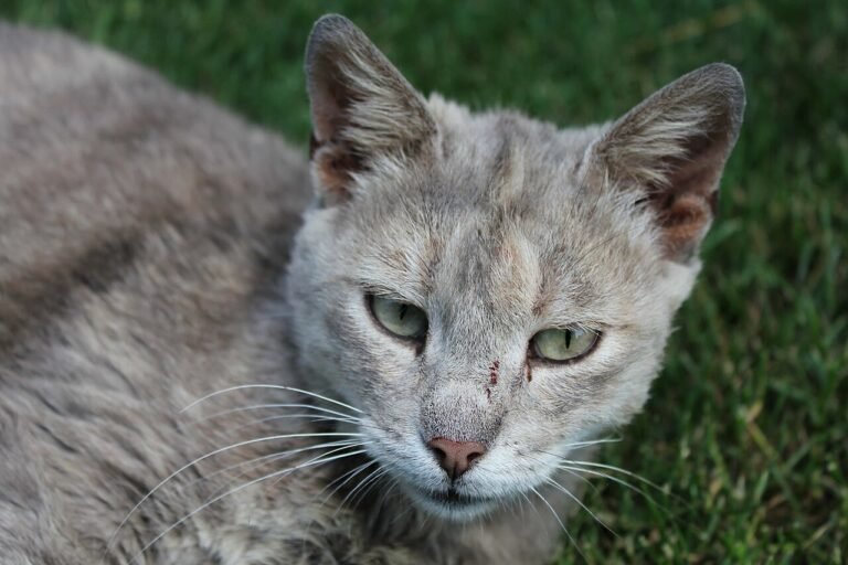 Domestic shorthair cat portrait in grass.jpg