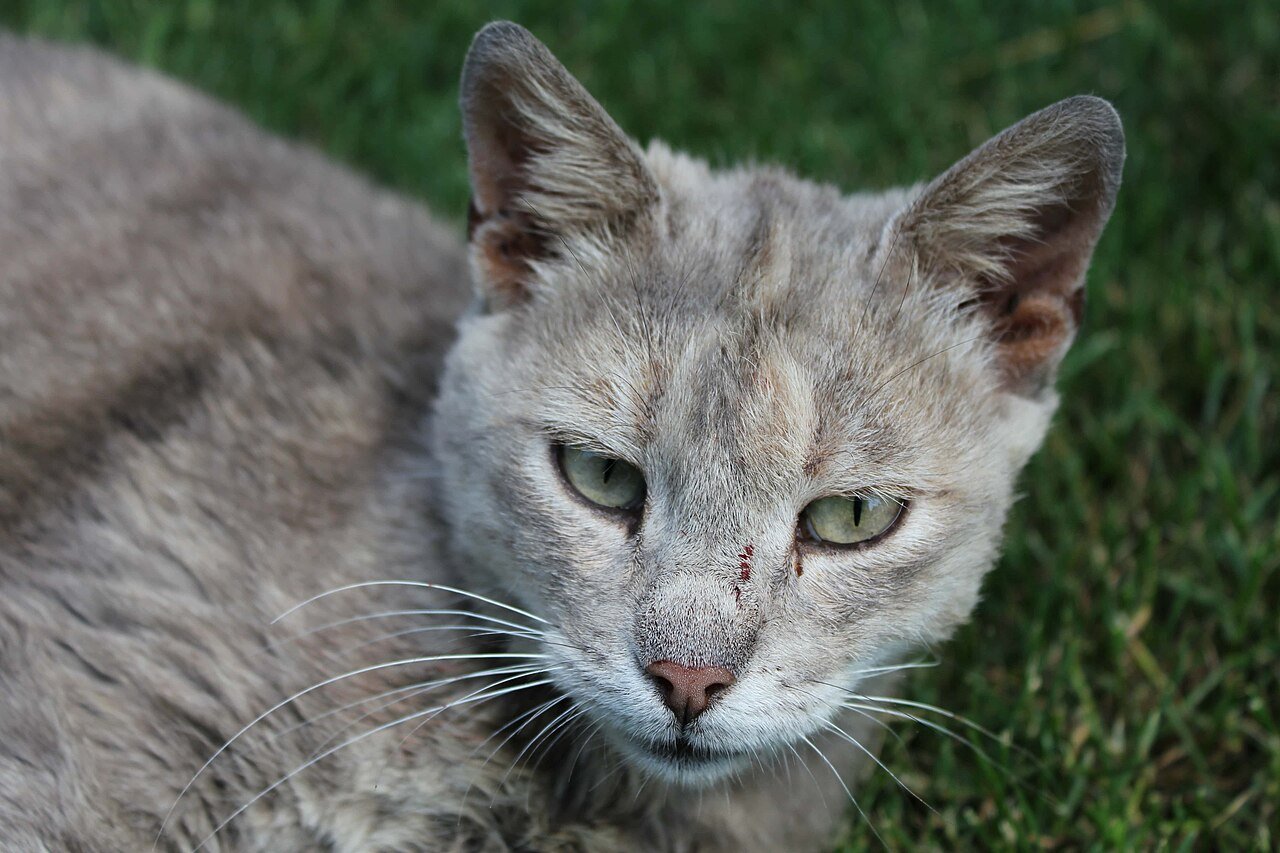 Domestic shorthair cat portrait in grass.jpg