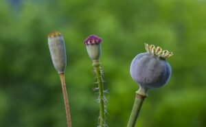 A Seed Bank Is More Than a Vault: How Botanists Keep Plant Diversity Ready for the Future pixabay-a-seed-bank-is-more-than-a-vault-how-botanists-keep-plant-d