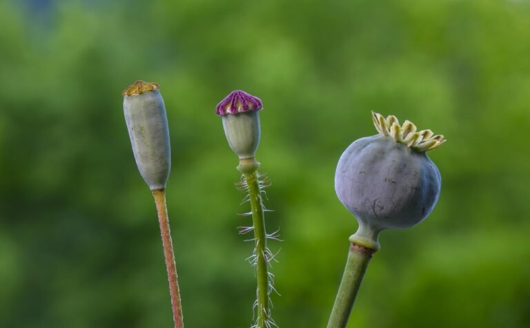 pixabay-a-seed-bank-is-more-than-a-vault-how-botanists-keep-plant-d