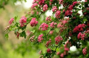 A Short Walk After Eating May Help Smooth the Body’s Blood-Sugar Response pixabay-a-short-walk-after-eating-may-help-smooth-the-bodys-blood