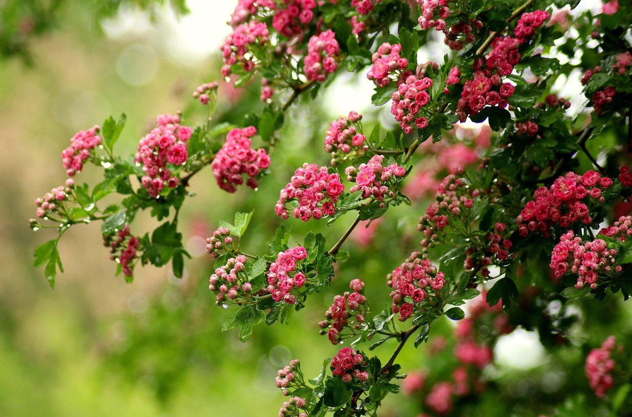pixabay-a-short-walk-after-eating-may-help-smooth-the-bodys-blood