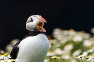 pixabay-after-the-worst-of-bird-flu-seabirds-show-hopeful-rebounds