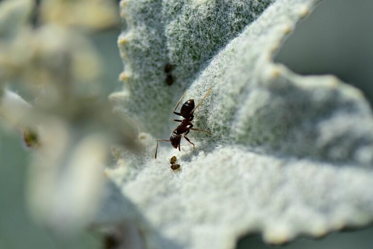 pixabay-aphids-and-ants-in-the-garden-what-to-check-before-you-spra
