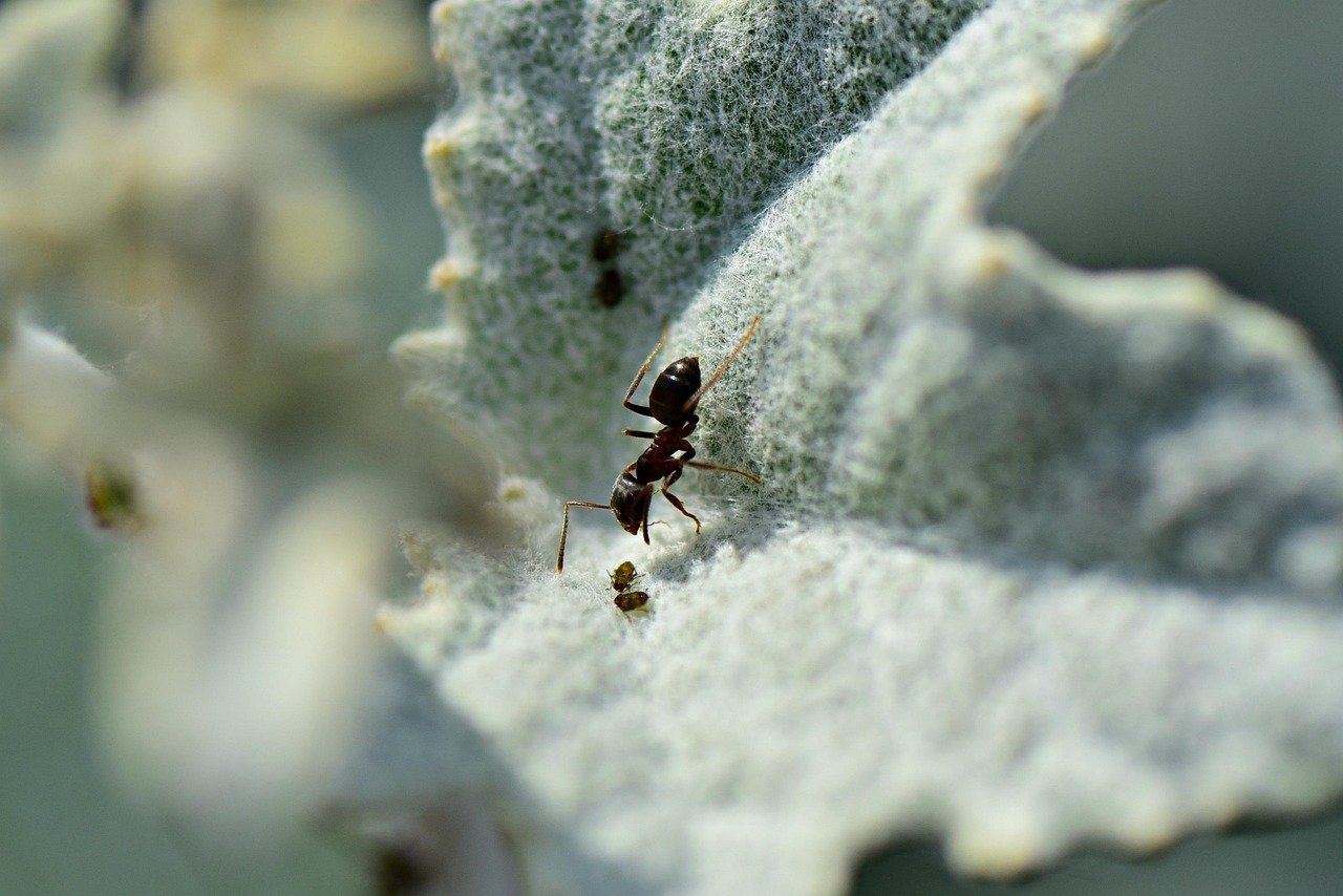 pixabay-aphids-and-ants-in-the-garden-what-to-check-before-you-spra