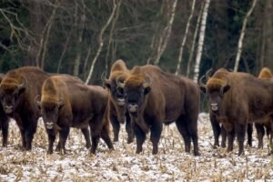 Back from the brink: European bison are roaming the Caucasus again pixabay-back-from-the-brink-european-bison-are-roaming-the-caucasus