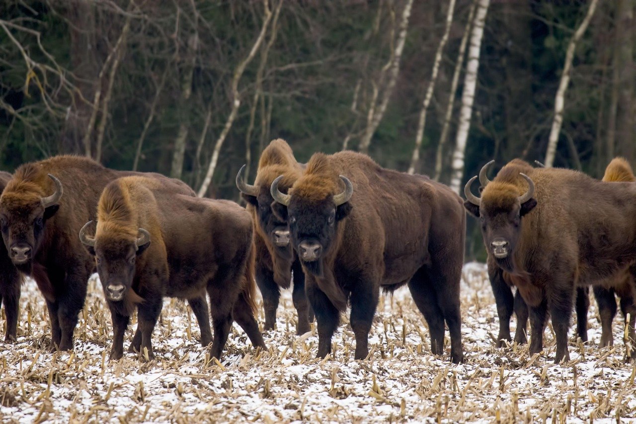 pixabay-back-from-the-brink-european-bison-are-roaming-the-caucasus
