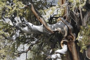 pixabay-bristlecone-pines-grow-slowly-and-keep-their-history-for-m