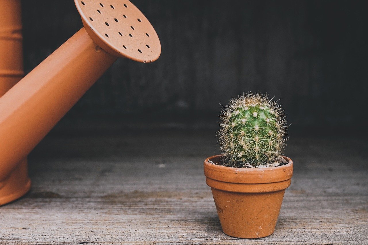 pixabay-can-houseplants-clean-the-air-what-the-research-says-about