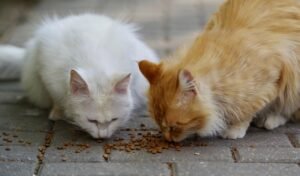 pixabay-cat-not-eating-how-to-decide-when-to-call-the-vet