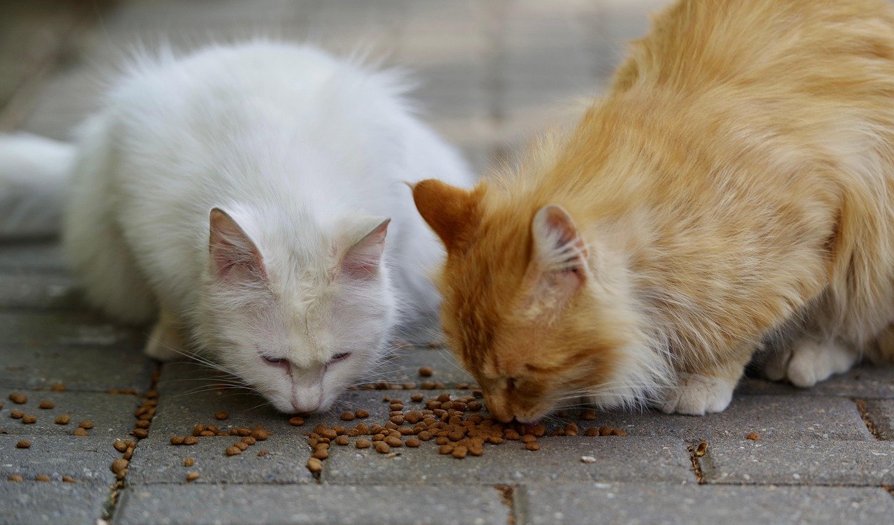 pixabay-cat-not-eating-how-to-decide-when-to-call-the-vet