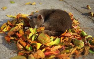 Cats Can Learn Their Names. Whether They Answer Is Another Matter pixabay-cats-can-learn-their-names-whether-they-answer-is-another-m