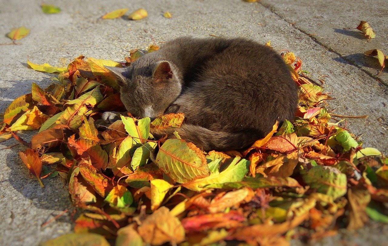 pixabay-cats-can-learn-their-names-whether-they-answer-is-another-m