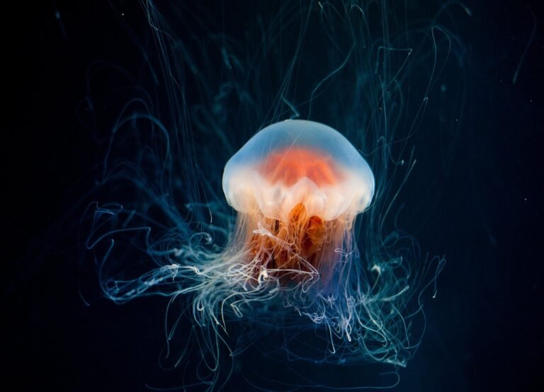 pixabay-dark-oxygen-on-the-seafloor-what-a-deep-ocean-study-f