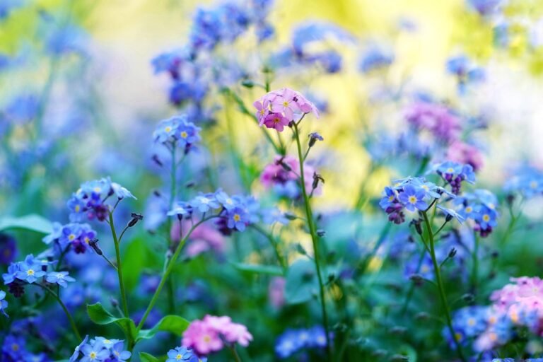 pixabay-drip-irrigation-is-not-set-and-forget-how-to-water-a-garden