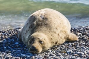 pixabay-elephant-seals-take-their-deepest-sleep-far-below-the-surfac