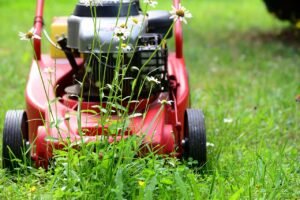 pixabay-from-lawns-to-lifelines-how-no-mow-may-is-turning-gra