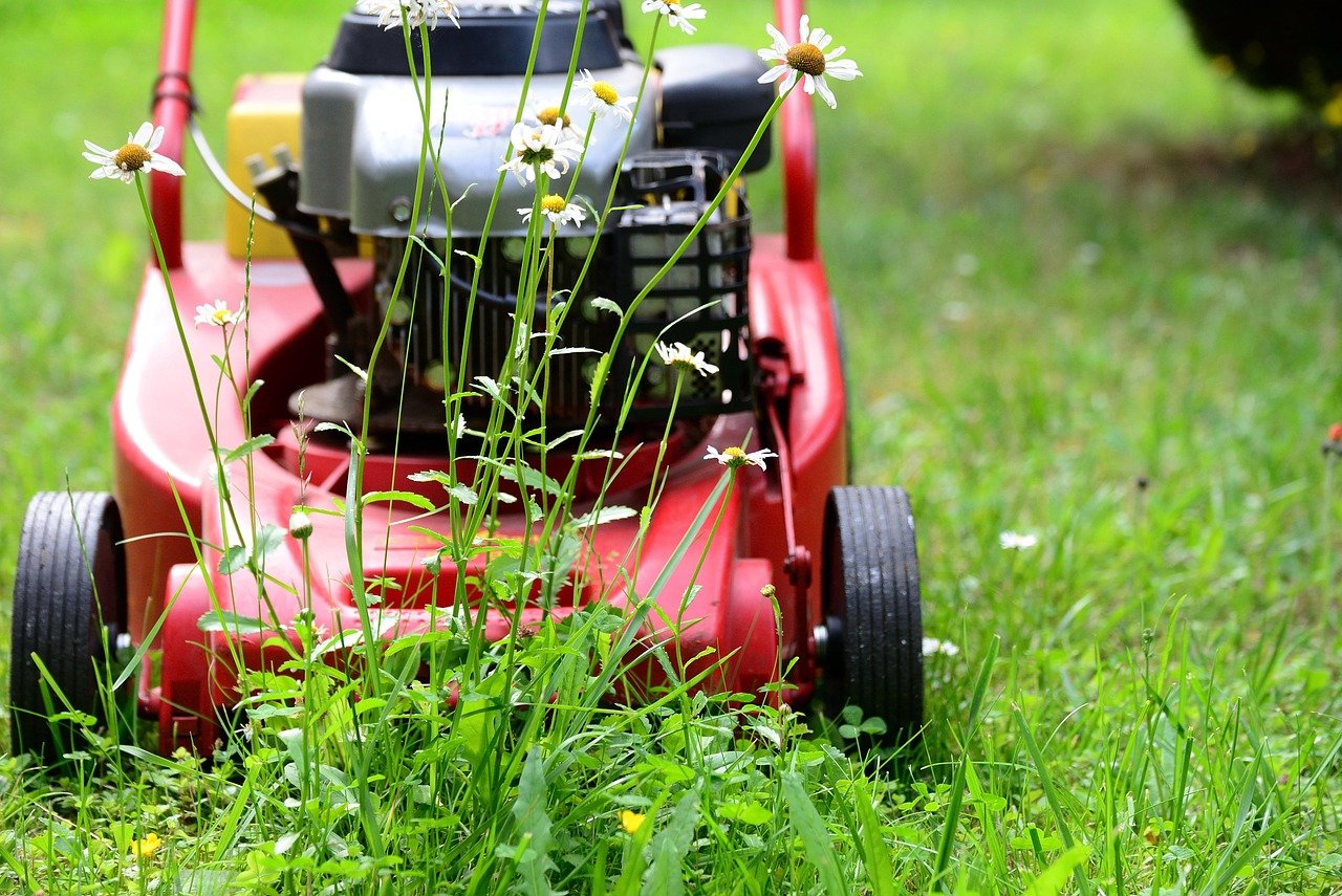 pixabay-from-lawns-to-lifelines-how-no-mow-may-is-turning-gra