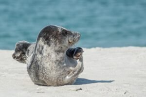 pixabay-hawaiian-monk-seals-are-slowly-gaining-ground-with-help-ac