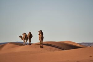 Hot Weather Can Change How Some Medicines Affect You: What Desert Residents Should Know pixabay-hot-weather-can-change-how-some-medicines-affect-you-what-d