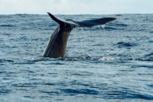 pixabay-how-a-blue-whale-turns-a-mouthful-of-krill-into-a-meal