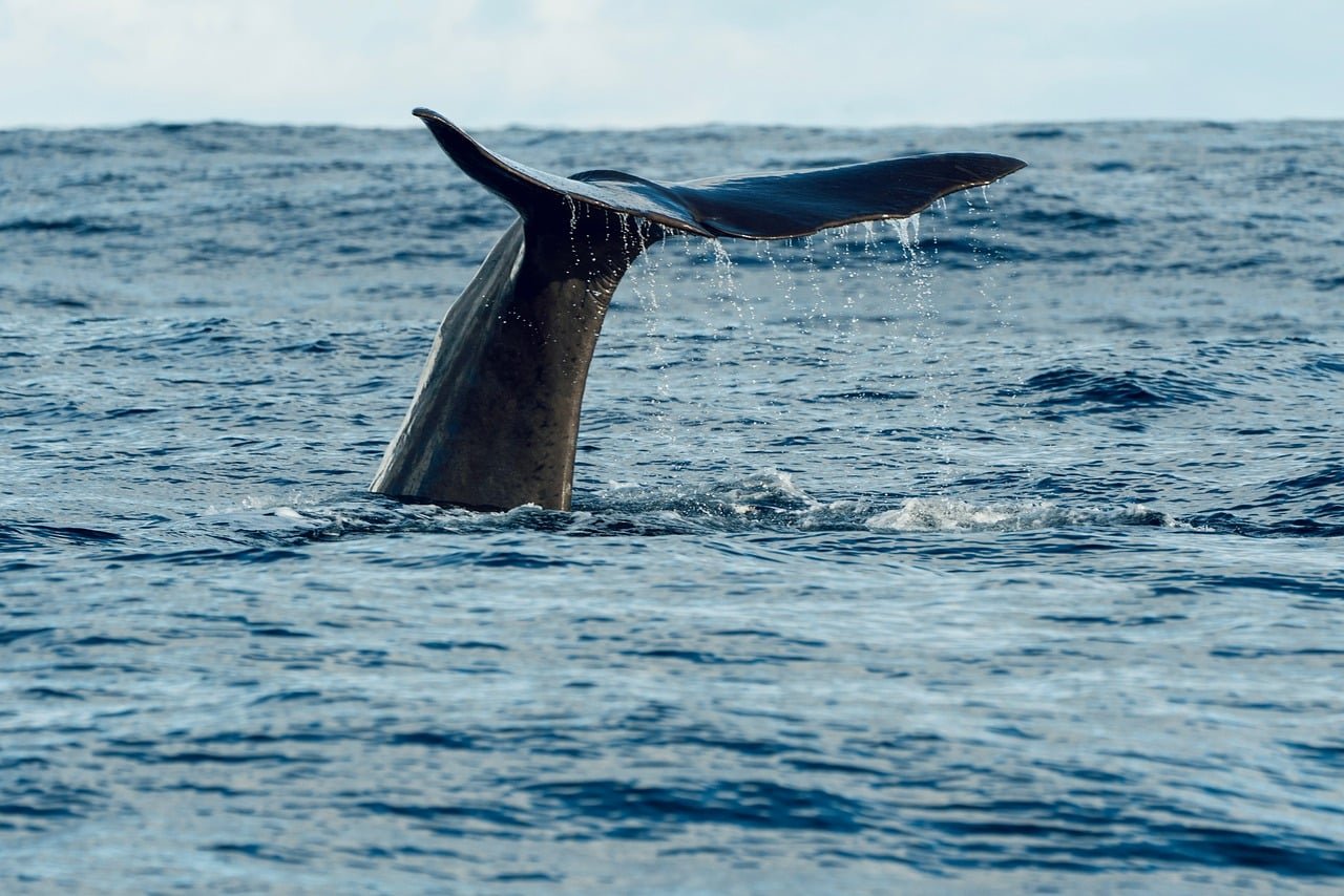 pixabay-how-a-blue-whale-turns-a-mouthful-of-krill-into-a-meal