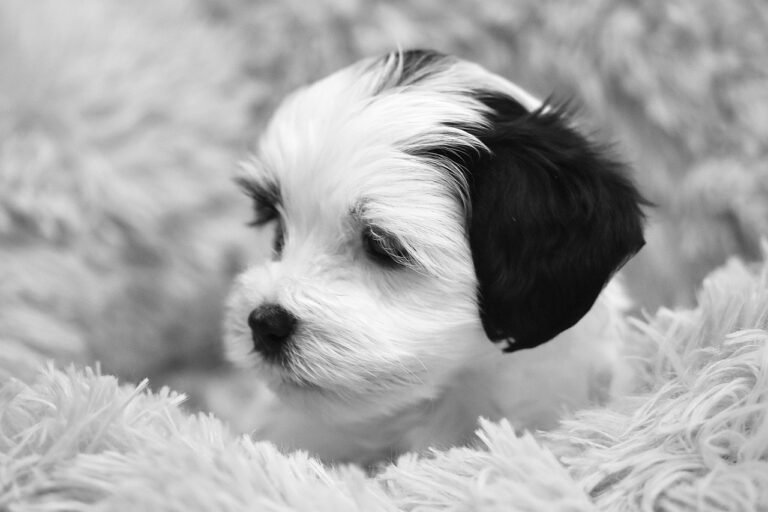 pixabay-how-much-should-you-feed-your-dog-a-practical-portion-size