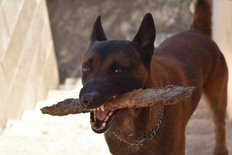 pixabay-how-to-brush-your-dogs-teeth-without-turning-it-into-a-st