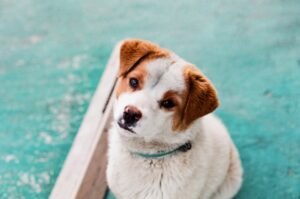 How to Check a Limping Dog and Know When to Call the Vet pixabay-how-to-check-a-limping-dog-and-know-when-to-call-the-vet