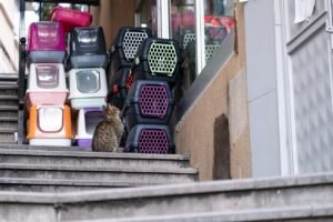 pixabay-how-to-clean-a-cats-litter-box-a-simple-routine-for-less