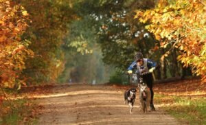 How to Find a Lost Dog: A Step-by-Step Plan Using Local Resources pixabay-how-to-find-a-lost-dog-a-step-by-step-plan-using-local-reso